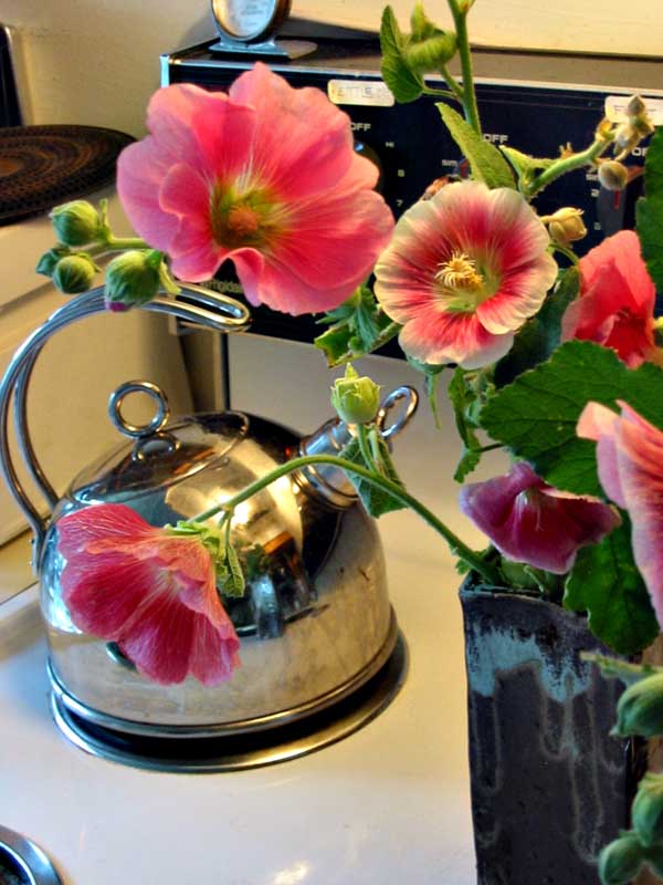 Garden2004 Hollyhocks on stove