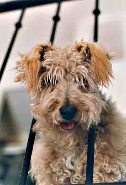 Pepper had through bannister