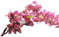 Crabapple blossoms isolated.