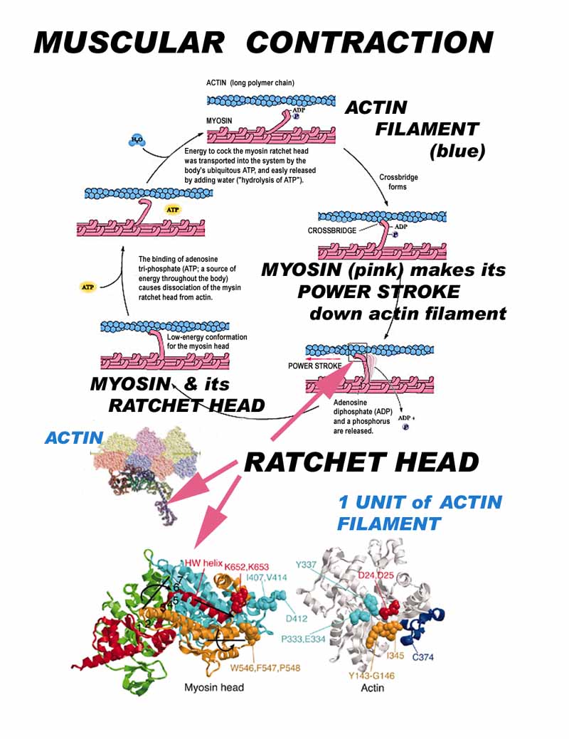 Muscular contraction at the molecular level -- the actin-myosin ratchet mechanism.