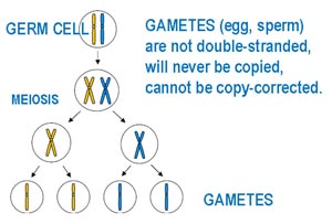 Gametes -- egg and sperm -- have been copied and now must wait for the big moment.