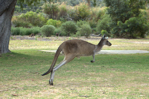 DSC_9098-1