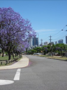 jacarandas