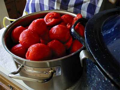 Quimbaya TOMs (Roma type sauce tomatoes)