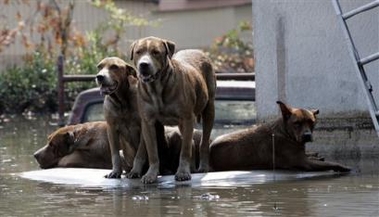 4 dogs waiting for rescue Mon 5 Sept.