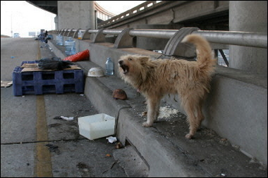 abandoned dog tied to railing