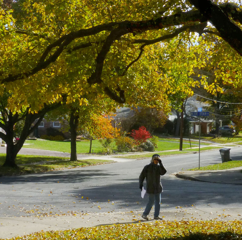 FallFoliage2018-05B-RobinAtHugeMapleAtBlueStar+Rupert-800CROPPED