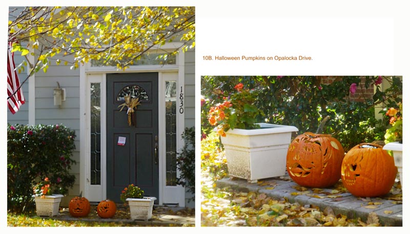 The squirrels eat ours, and bury the pumpkin seeds for winter . . . except that Spring comes first and pumpkins grow everywhere. FallFoliage2018-10B-1830-Opalocka-HalloweenPumpkins-800