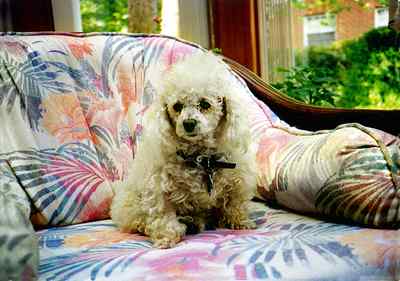 miniature poodle, white