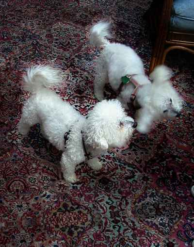 Bichon Frisé