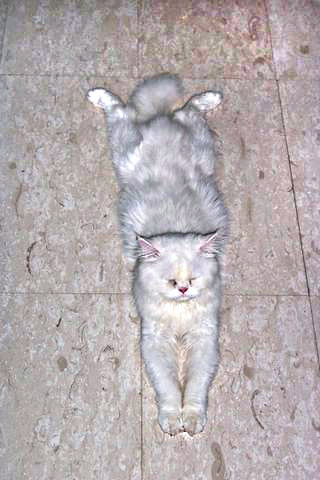 Ayatollah-new Persian cat, May06
