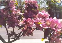 Crabapple blossoms