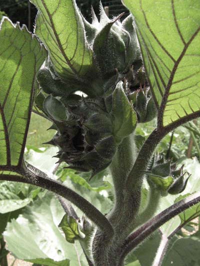 Sunflower plant grows exuberantly