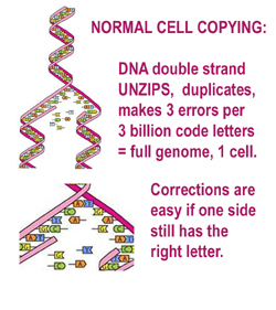 DNA unzips and then makes itself a double helix again.
